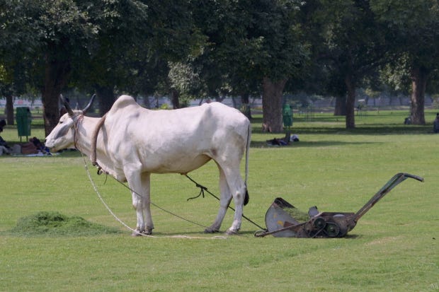 A cow pulls a lawnmower on the Rajpath in New Delhi