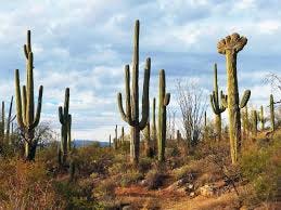 A picture containing plant, cactus, sky, grass

Description automatically generated