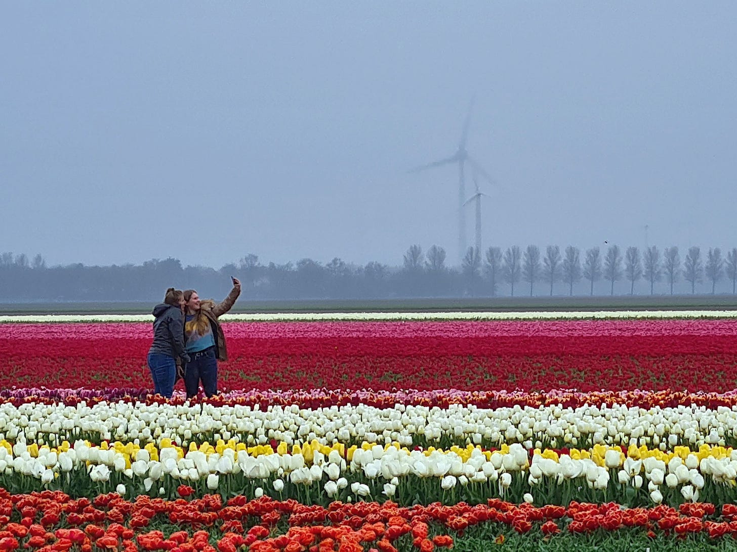 In a field of rows of bright multi-colored tulips, 2 young women pose for a selfie.