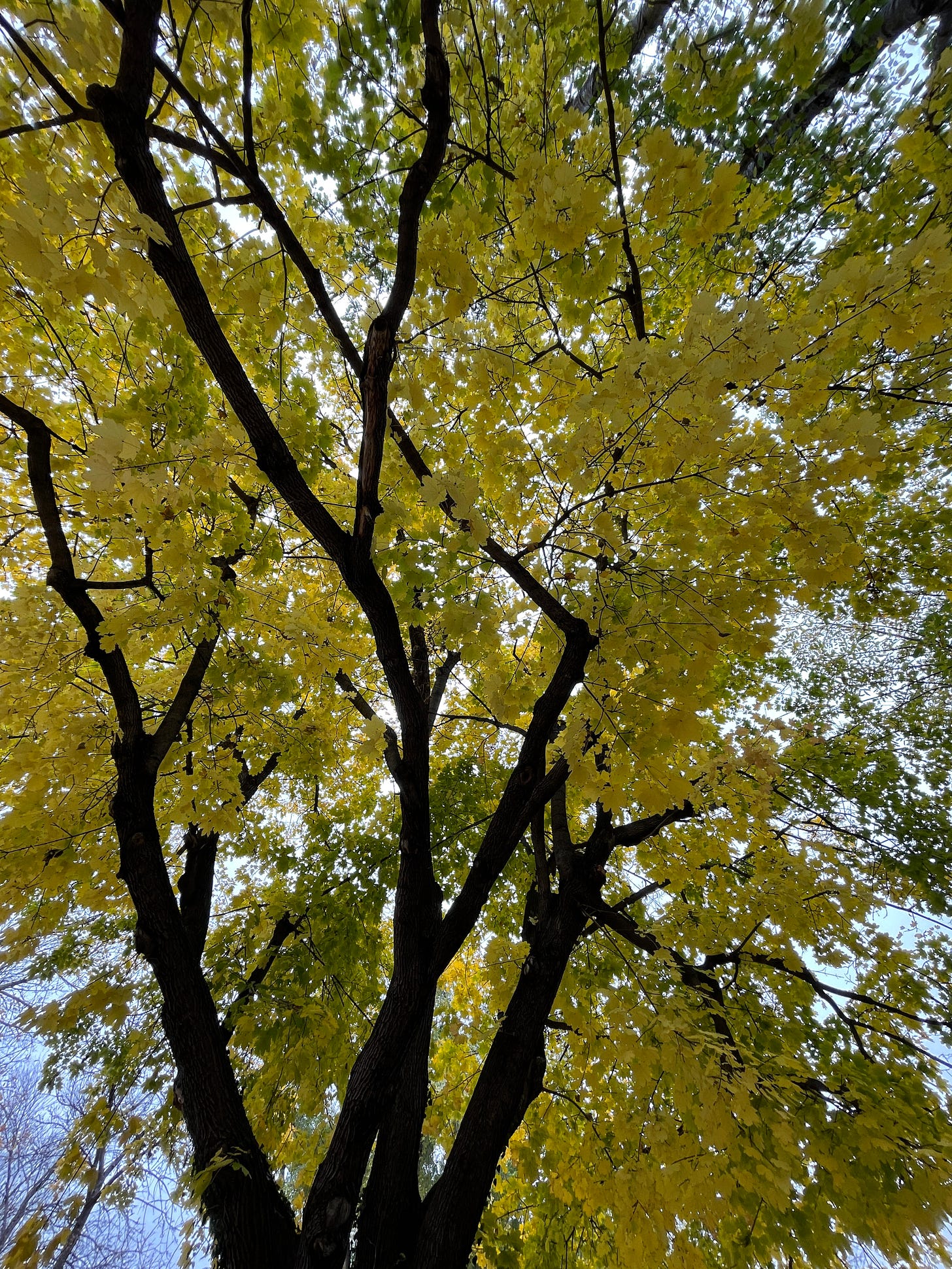 A tall tree photographed from below it looking up, with yellow green leaves and black branches against a light blue dusk sky
