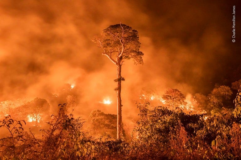 A single tree stands against a backdrop of raging fire