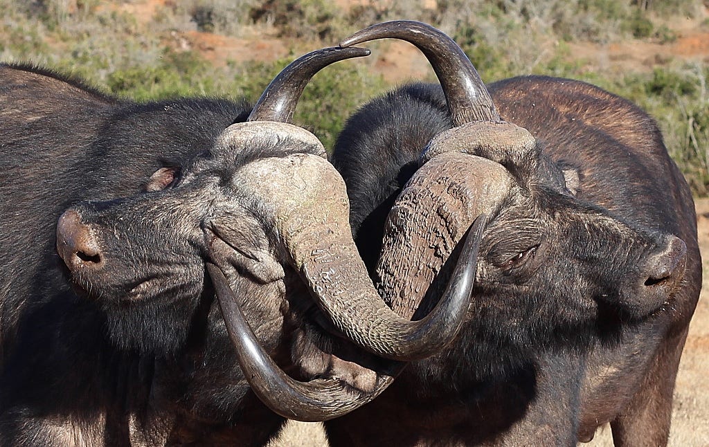 buffalo bulls lock horns