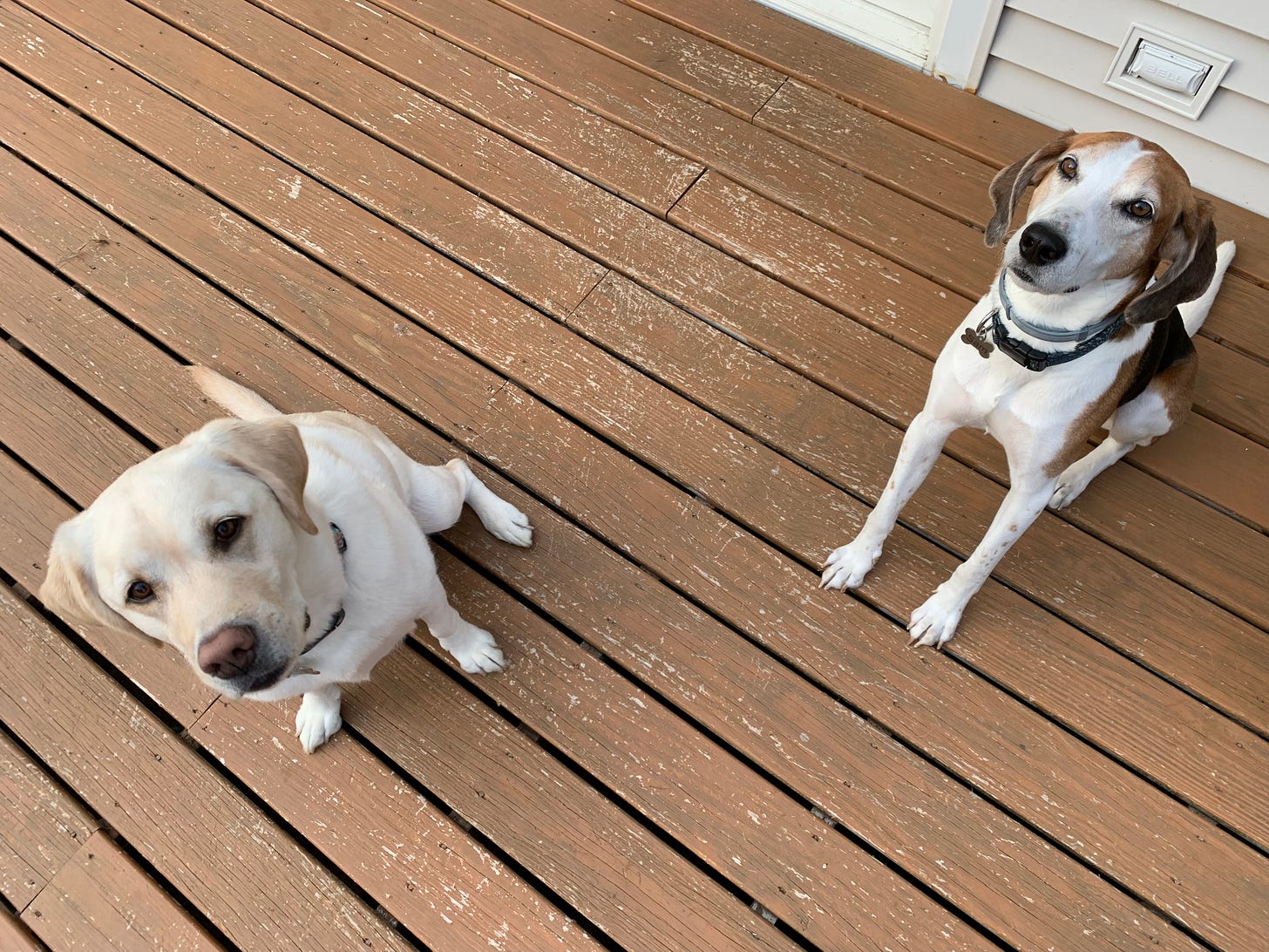 A yellow Labrador retriever and a white, brown and black American Foxhound sit on a brown deck looking up for treats. 
