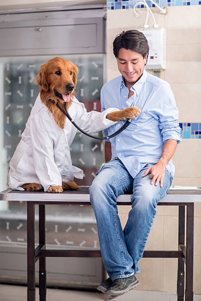 Best Dog Doctor Costume Stock Photos, Pictures & Royalty-Free Images - iStock