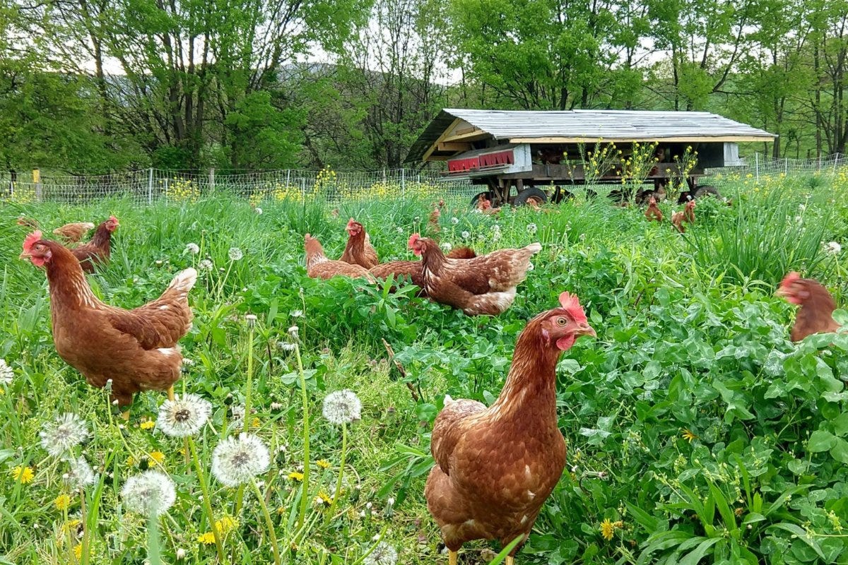 220330-regenerative-grazing-mid-atlantic-carbon-sequestration-soil-health-water-drought-1-open-book-chicken-barn-credit-mary.jpg