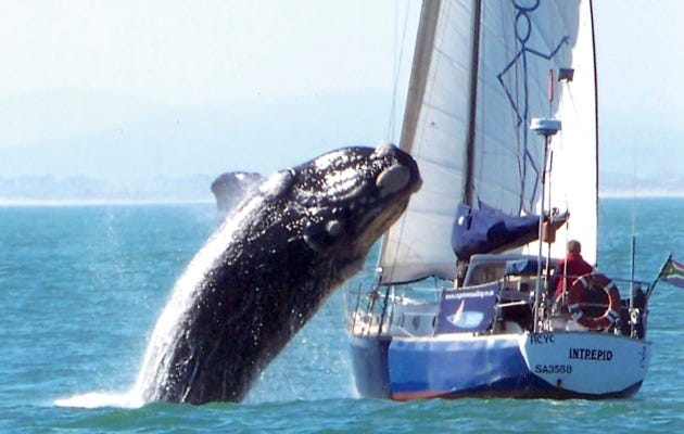 These photos were posted online by James Dagmore showing the yacht Intrepid being damaged by a whale off Cape Town