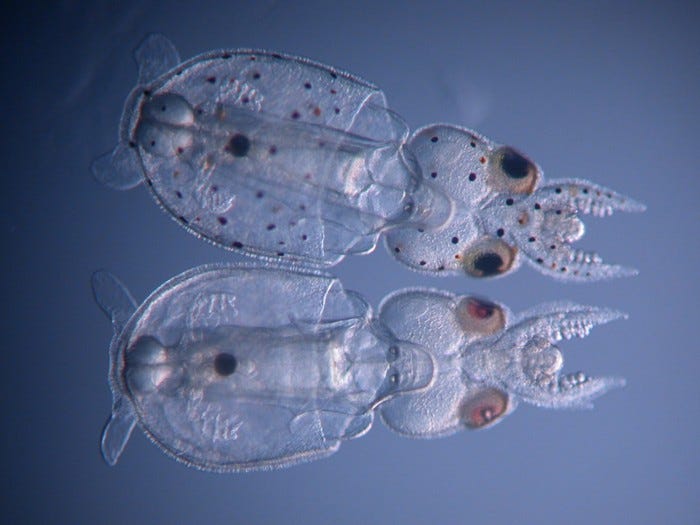 Two jelly-like creatures with big eyes, one transparent, the other with small dark spots all over it.
