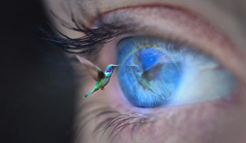 Hummingbird looking at reflection in eye.