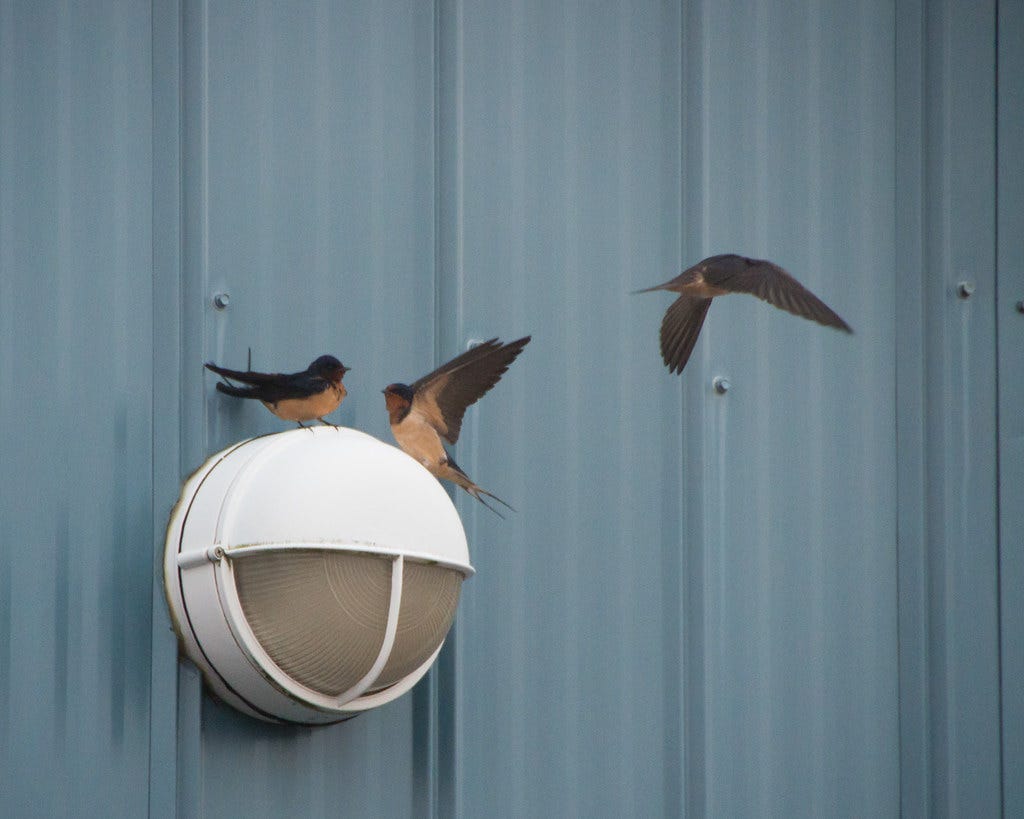 Barn swallows