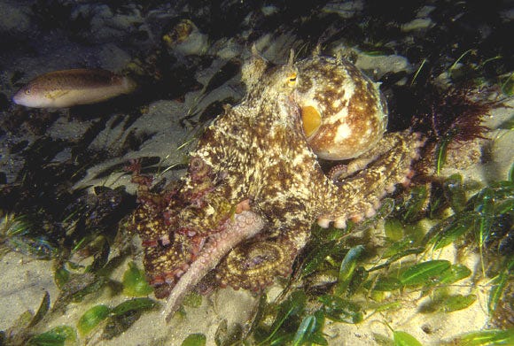 The star octopus (Octopus djinda). Image credit: Mark Norman / Amor & Hart, doi: 10.11646/zootaxa.5061.1.7.