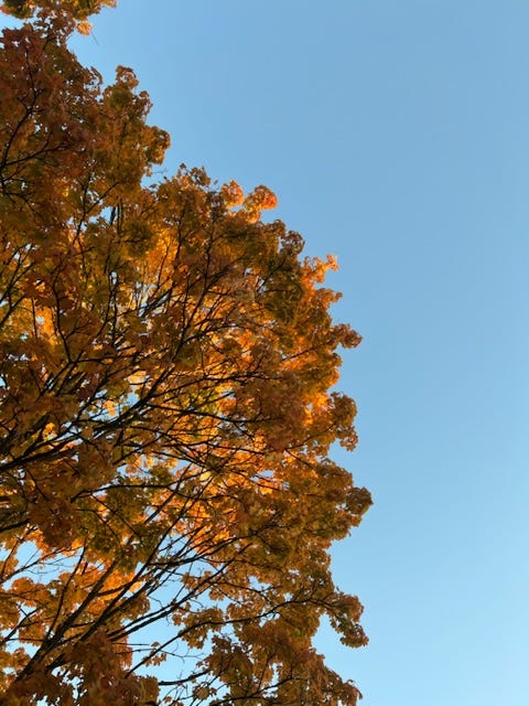 A tree with autumn leaves against a blue sky with sunshine amongst the leaves
