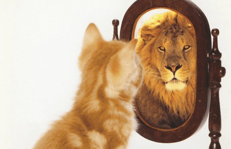 cat-lion-mirror-sm
