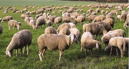 Image result for sheep overgrazing