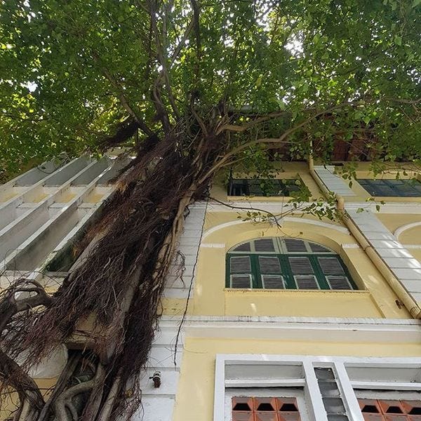 A tree eating a building in Saigon.