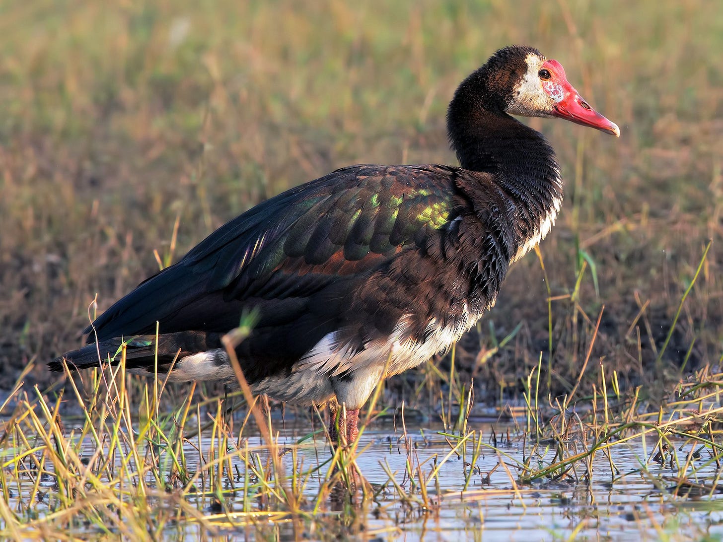 Spur-winged Goose - eBird