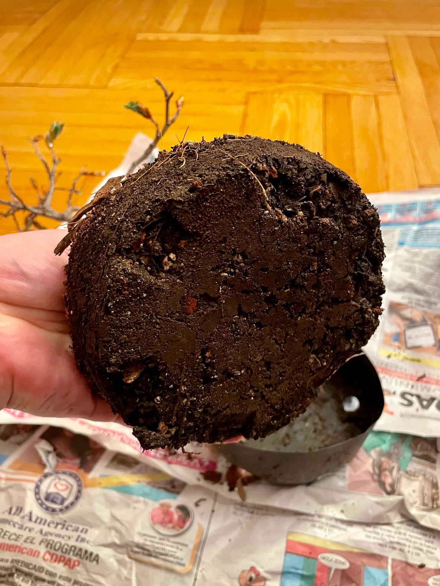ID: Photo of the beech tree's rootball pulled out of its pot, revealing a solid brownie-like brick of compacted loamy soil.