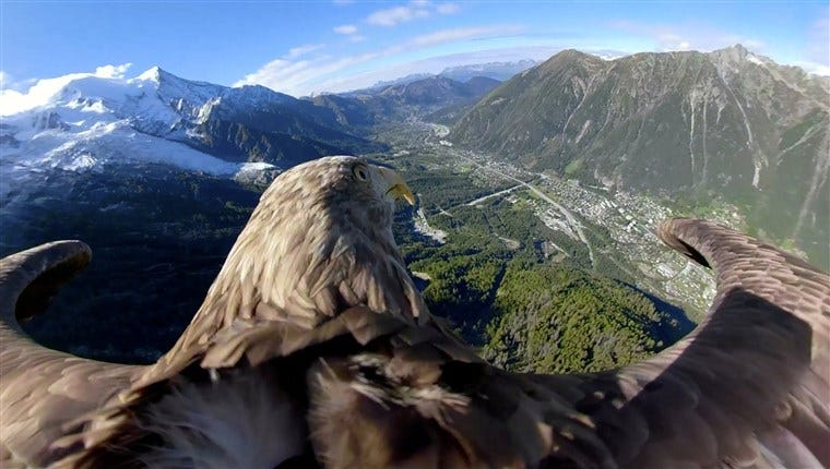 Image: Victor a nine year old white-tailed eagle equipped with a 360 camera flies over glaciers and mountains in Chamonix