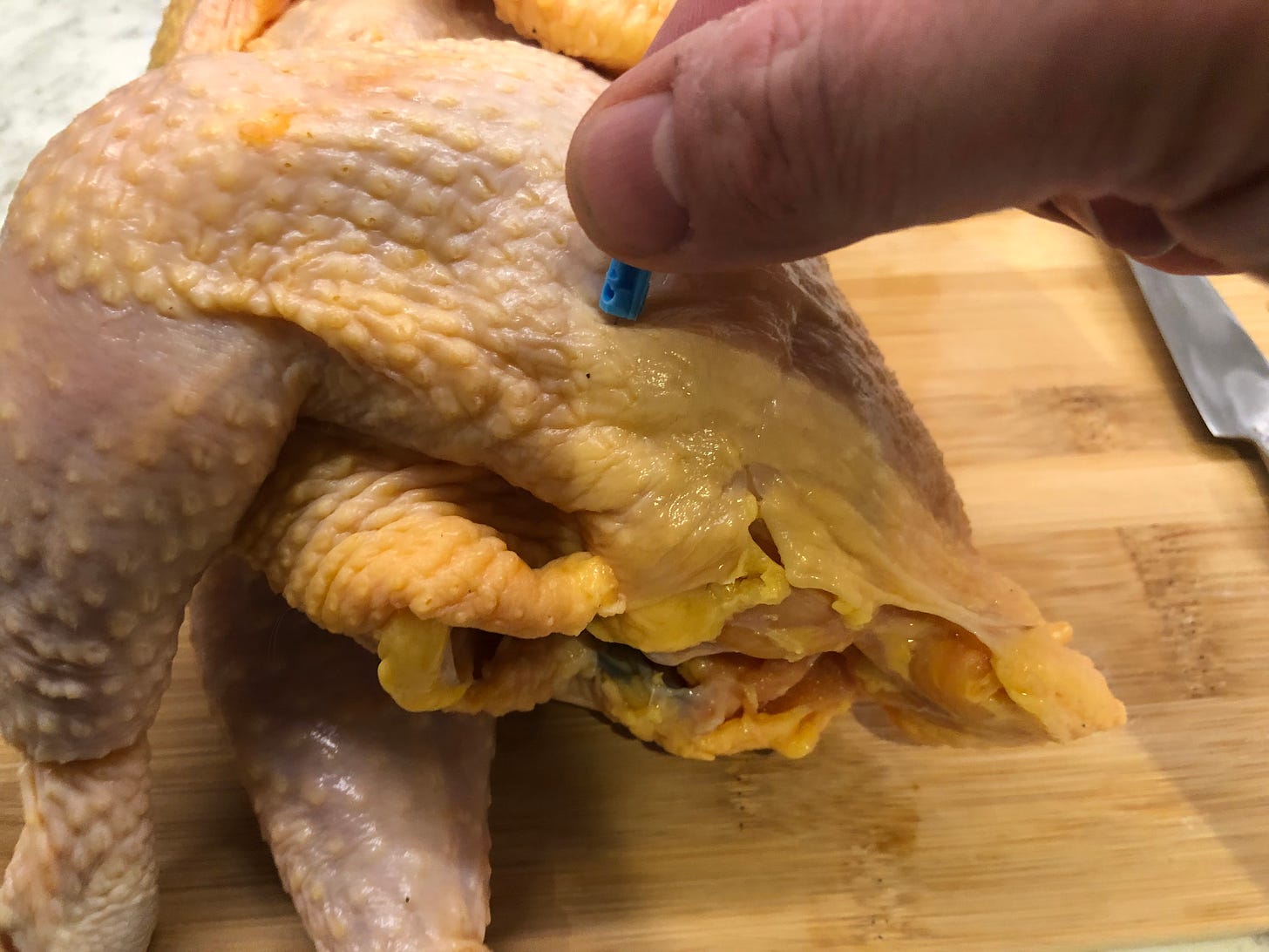 Piercing the fat on a chicken thigh with a blood testing lancet