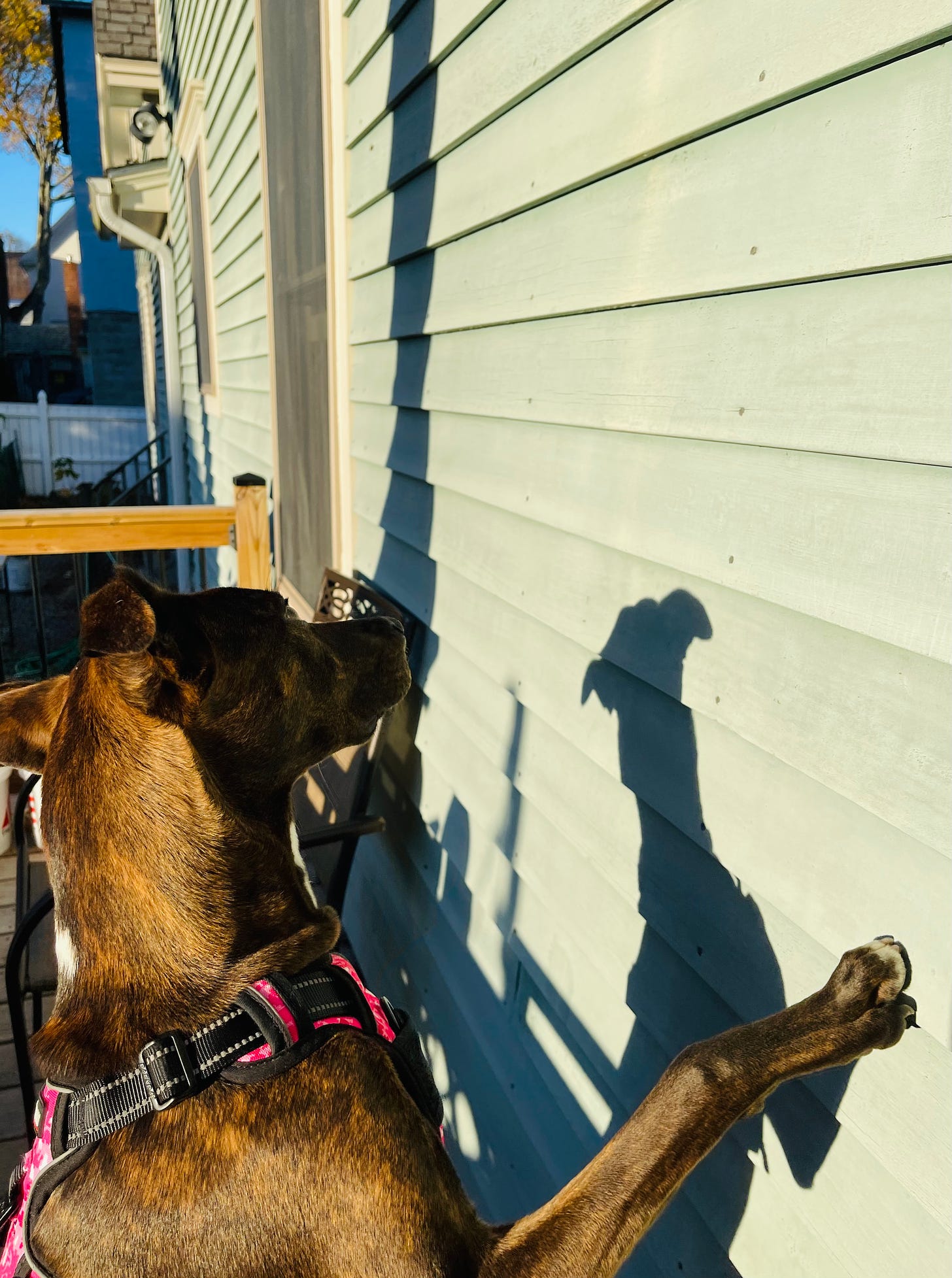 puppy on hind legs looking at her shadow on the side of a house