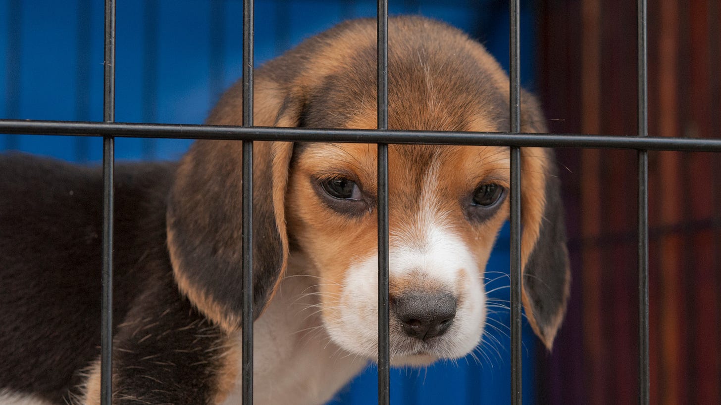 NIH: Fund Science, Not Beagle Suffering