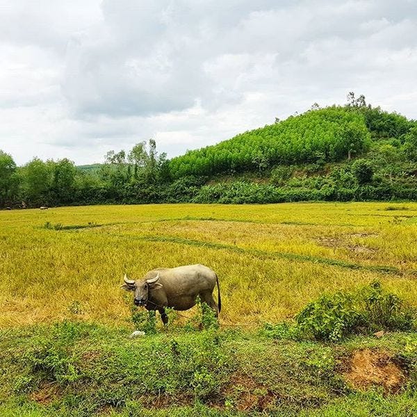 Chilling out in rural Vietnam.