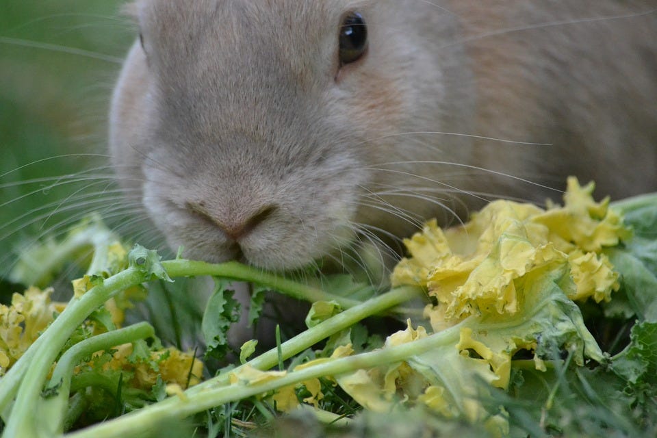 rabbit eating vegan food
