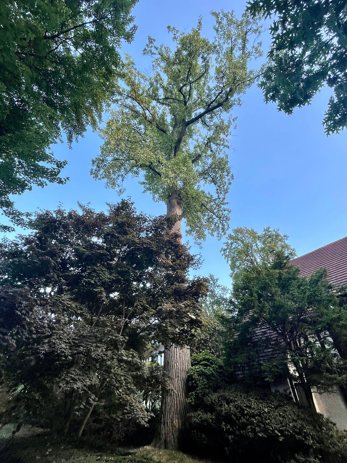 ID: A massive oak tree on the lawn of a Tudor style house, with other oak and maple trees surrounding the frame.