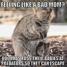 mom guilt meme - Google Search | Funny pictures for kids, Funny quotes for  kids, Mom humor