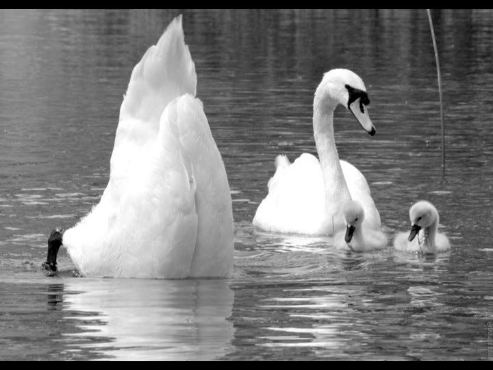 Swan family in water: babies watch the father with its head in water and butt in the air