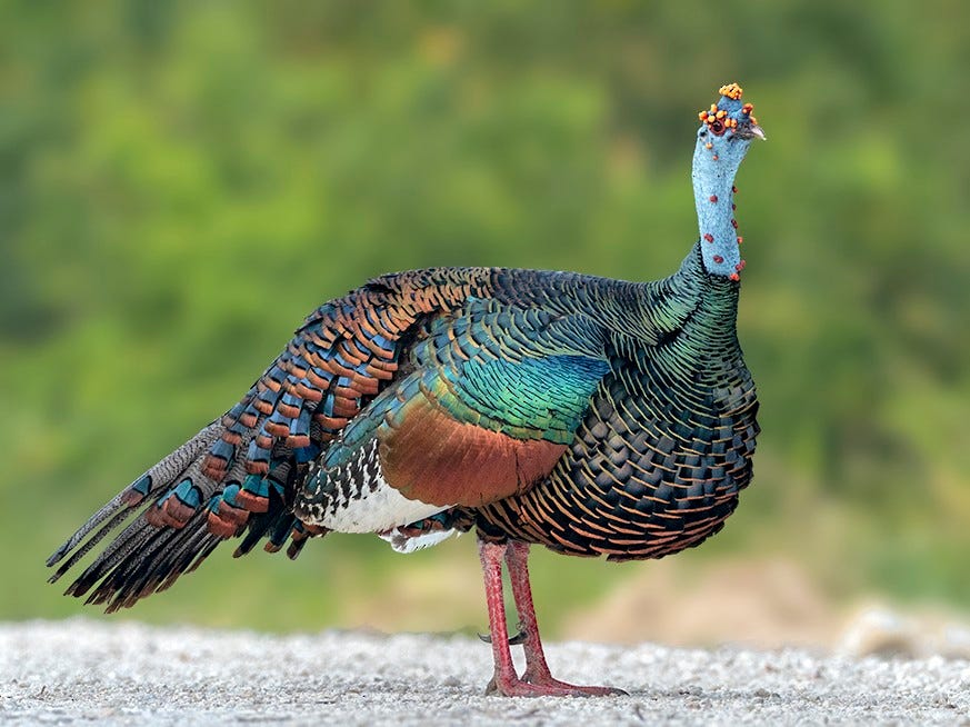 Ocellated Turkey - eBird