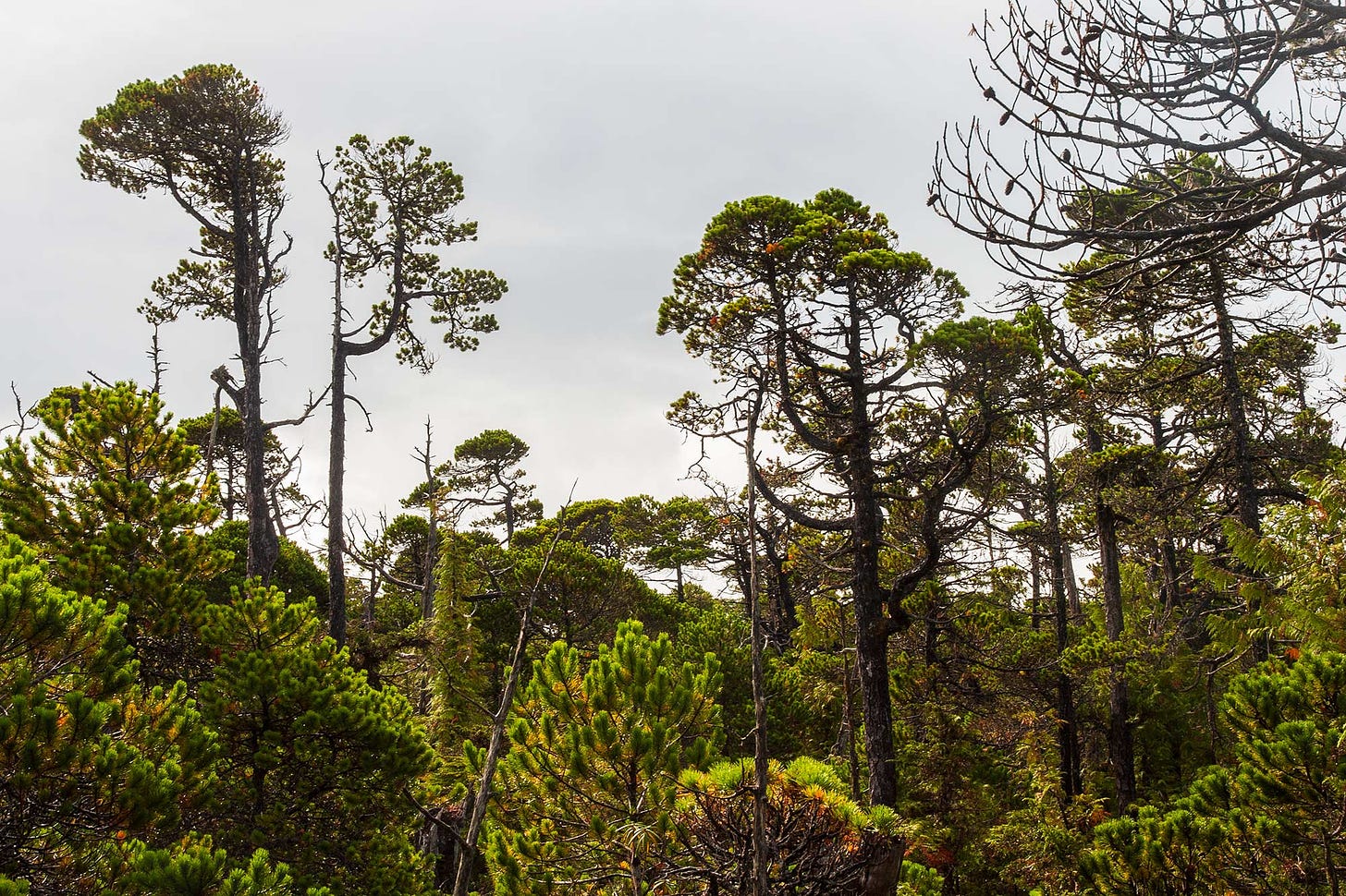 on drier land, the shore pines aren't quite as stunted, but their shapes are still sculptural with curving arms and tufts of bright green foliage