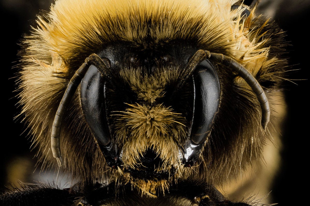 Macro image of bumble bee face.
