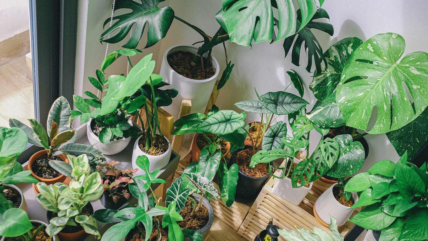 Overhead view of a large indoor potted plant collection. They range in size from large monstera plants to tiny succulents.