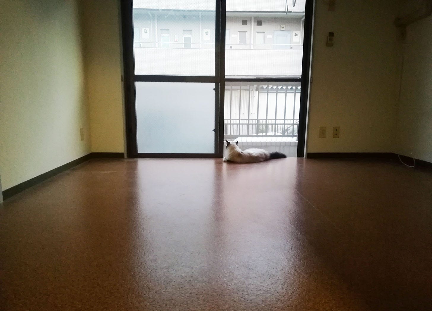 My cat, Dylan, looking through the balcony doors in a completely empty room.