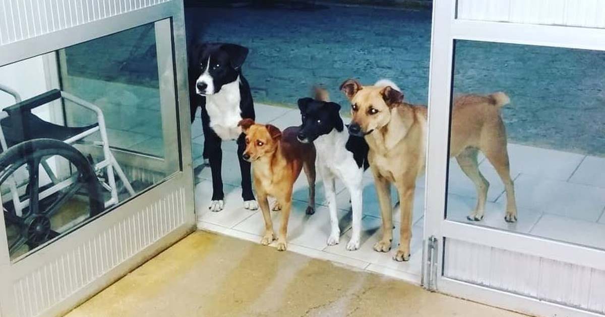 Gang Of Dogs Wait Outside Hospital For Homeless Owner Who's Being Treated  Inside
