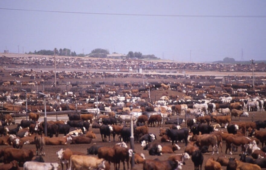 Beef cattle factory farm.