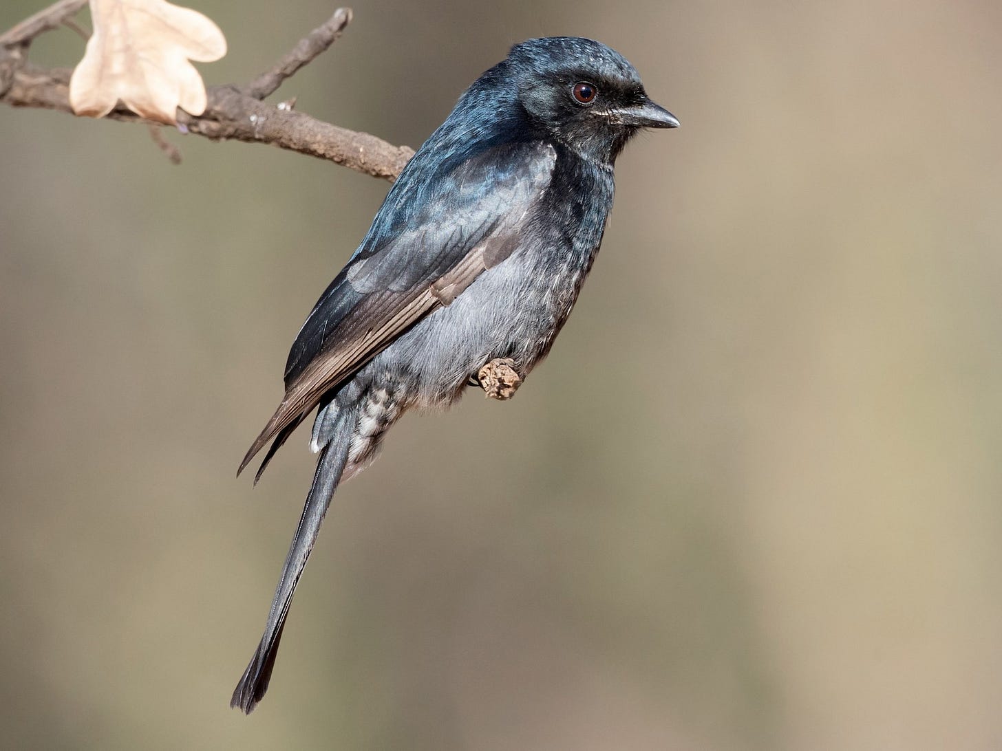 Fork-tailed Drongo - eBird