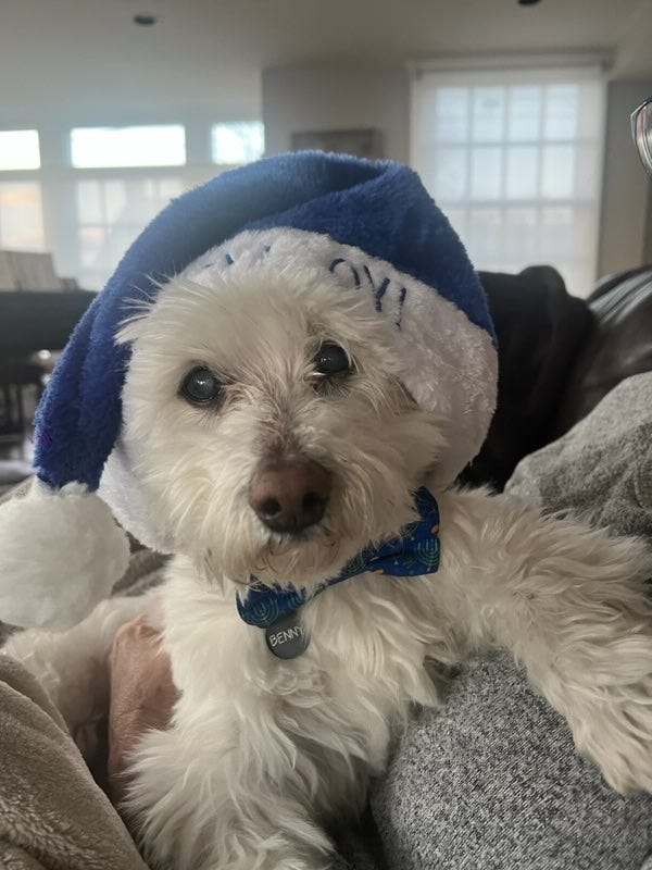 White dog with blue santa hat and Hanukkah bow tie