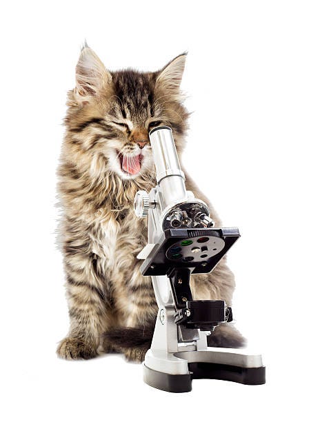 46 Kitten With Microscope Stock Photos, Pictures & Royalty-Free Images -  iStock