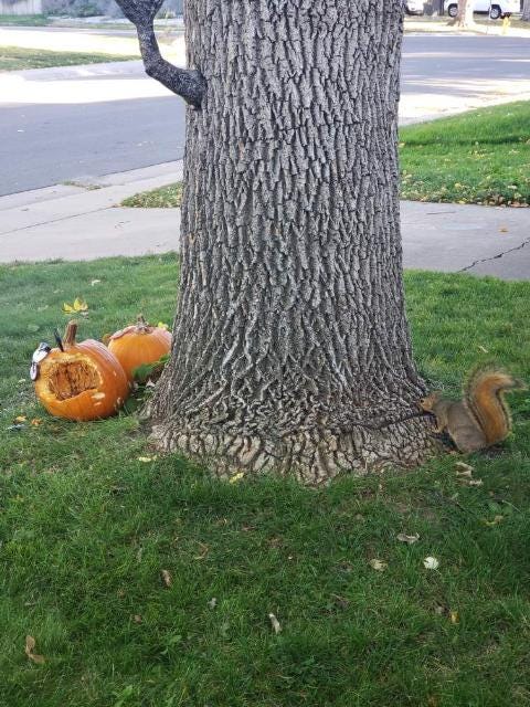 image depicts a small brown squirrel at the base of a tree. in front of the tree are two orange pumpkins with large bites taken out of them, presumably by the squirrel