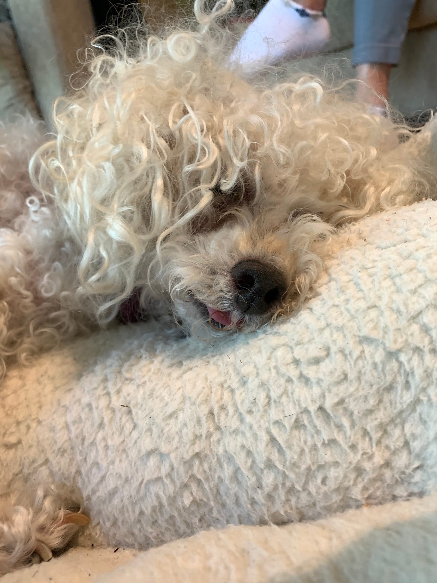 a small white dog with curly hair sleeps with her tongue out a little bit