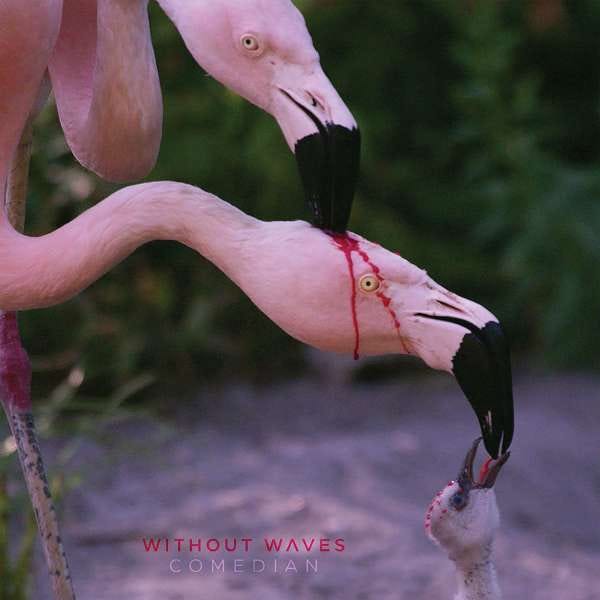 Es sind zwei erwachsene und ein Baby Flamingo zu sehen, einer der erwachsenen Flamingos pickt dem anderen auf den Kopf, der daraufhin blutet und verstört in die Kamera guckt, aber weiter den Baby Flamingo füttert