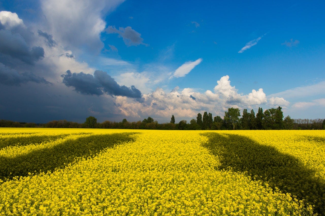 Photo of a yellow field with a blue sky