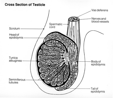 Testis | Radiology Reference Article | Radiopaedia.org