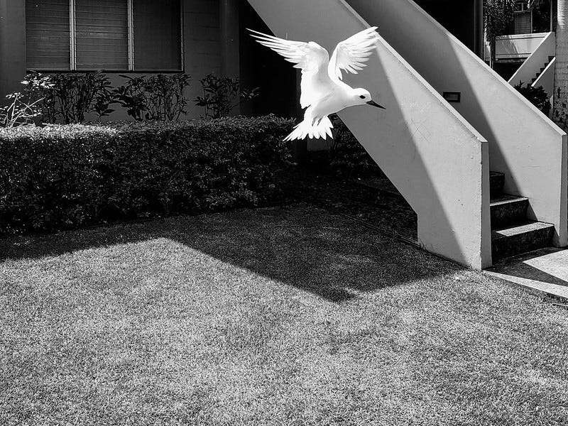 A manu-o-Ku, or white fairy tern, in flight next to a sunlit apartment