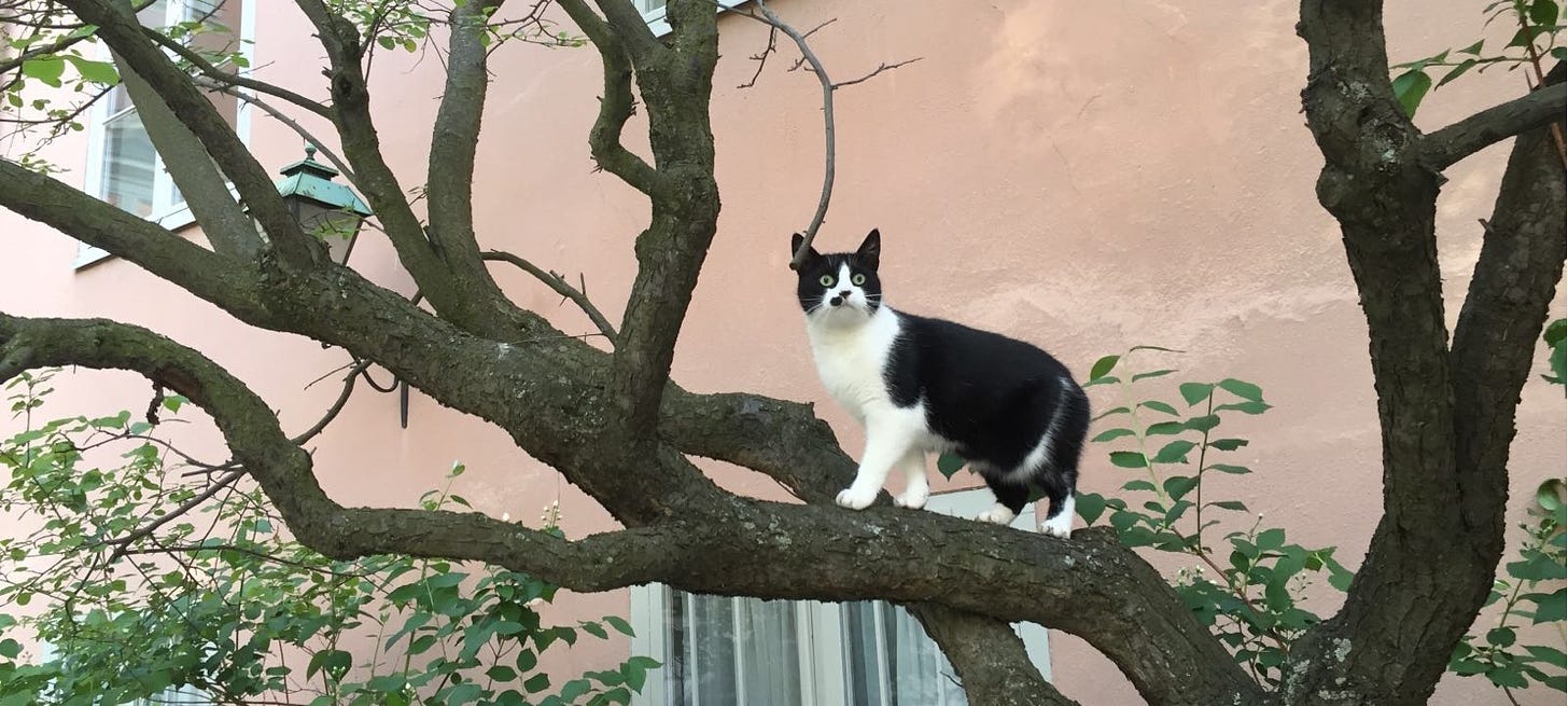 Alexander Verbeek, picture of cat in tree in article for the Planet newsletter