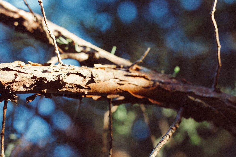 Juniperus virginiana bark. South Hill, VA. October 2018.