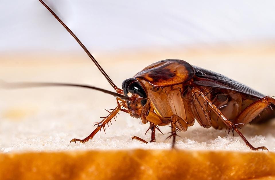 Cockroaches Growing Tougher To Kill, Why This Is A Problem