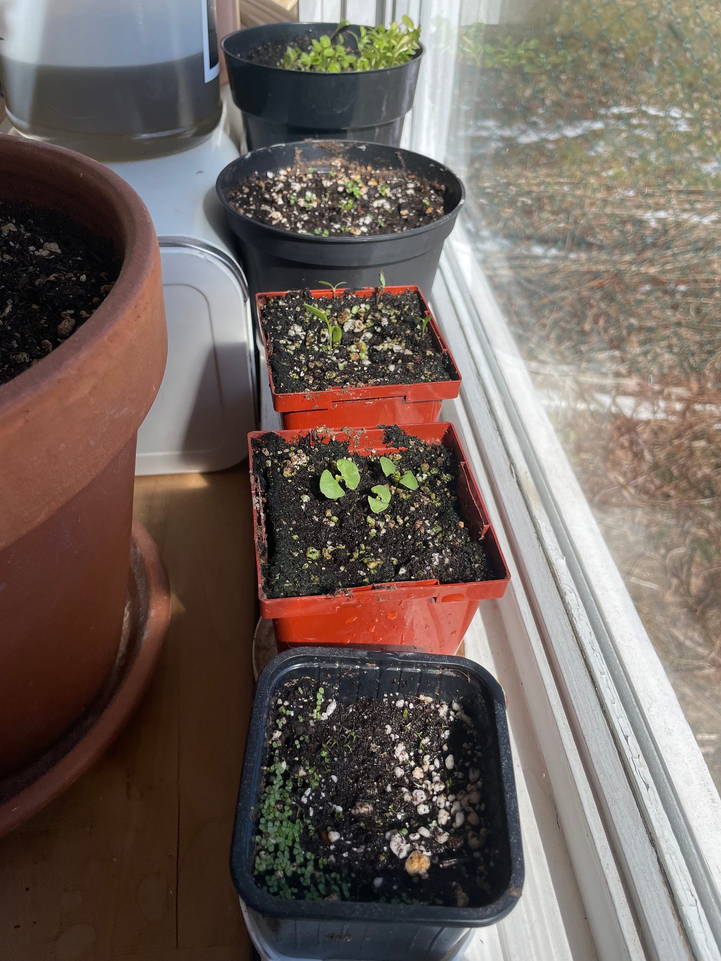 Pots on a windowsill with some slightly less small seedlings