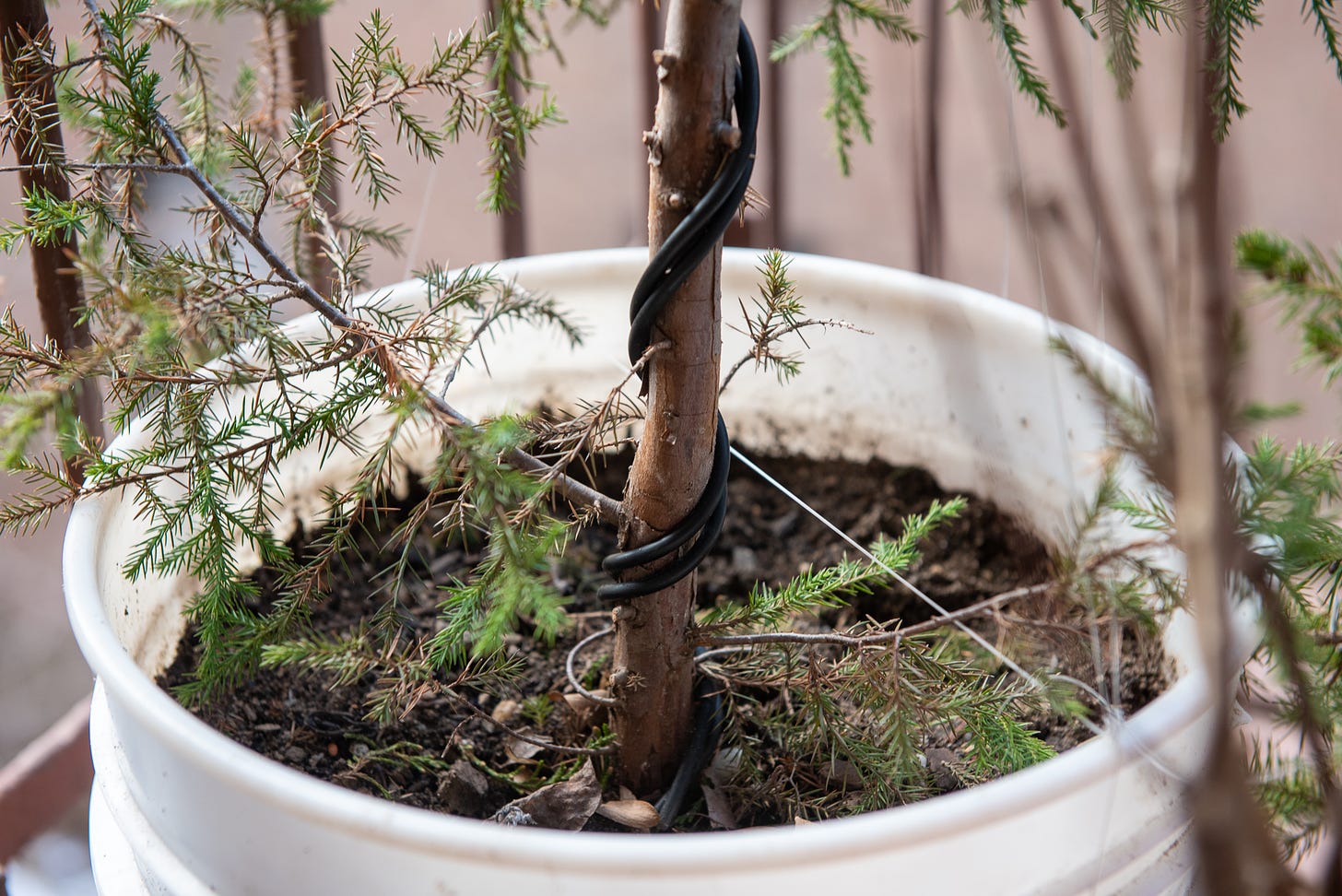 photo of trimmed and wired eastern red cedar tree